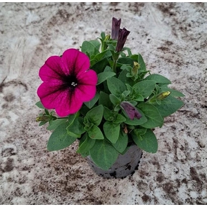 Petunia Tea Pink