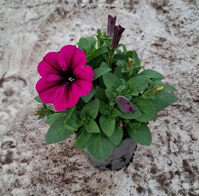 <h4>Petunia Tea Pink</h4>