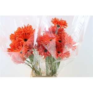 Ge Kv Pastini Emillia