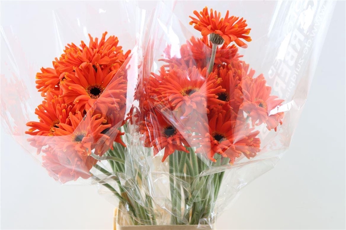 <h4>Ge Kv Pastini Emillia</h4>