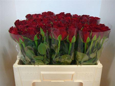 <h4>R Gr Furiosa</h4>