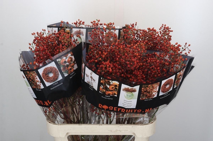 <h4>ROSA ROSEFR ELITE</h4>