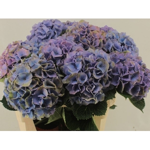 HYDR M ROY PALACE PURPLE