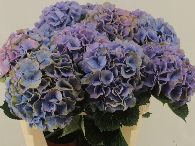<h4>HYDR M ROY PALACE PURPLE</h4>