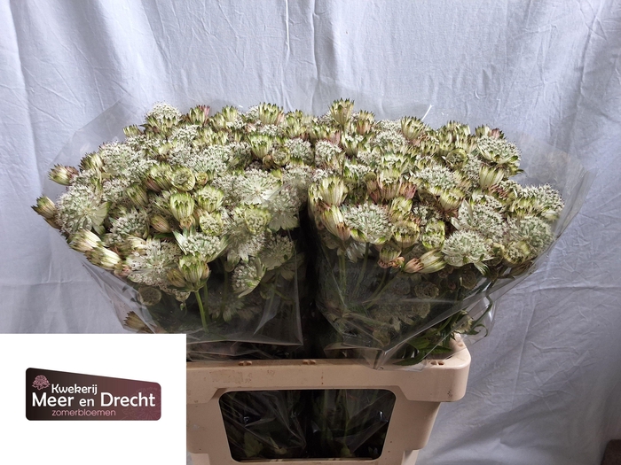 <h4>Astrantia Shaggy White</h4>
