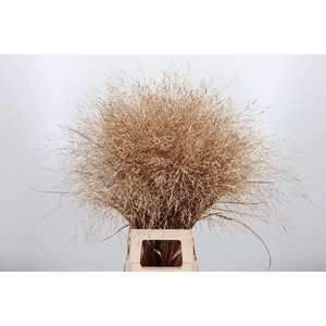 Panicum Kl Bh Antiek Goud