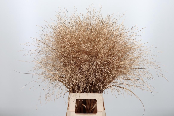 <h4>Panicum Kl Bh Antiek Goud</h4>