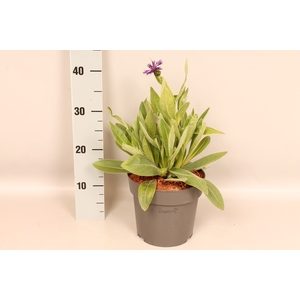 vaste planten 19 cm  Centaurea Amethyst Dream