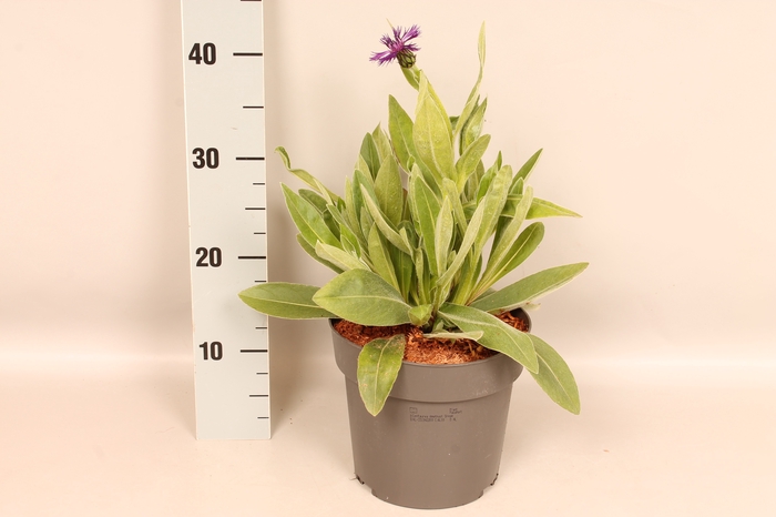 <h4>vaste planten 19 cm  Centaurea Amethyst Dream</h4>