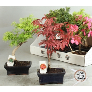 BONSAI GEM