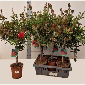 CALLIS CI SPLENDENS