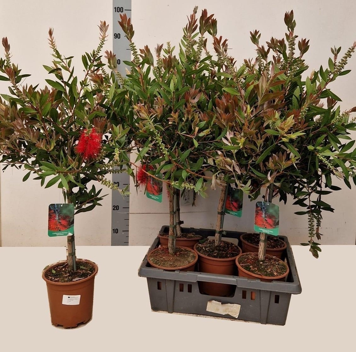 <h4>CALLIS CI SPLENDENS</h4>