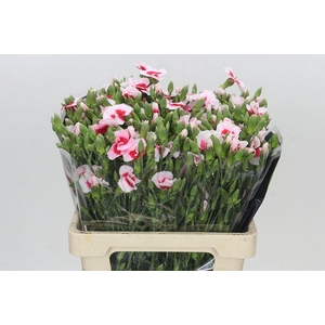 Dianthus Sp Symply Cherry