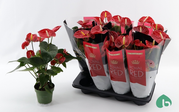 <h4>ANTHU AN MADURAL</h4>