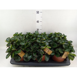 Peperomia obt. 'Burning Bush'