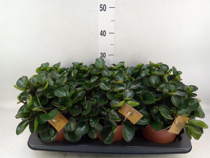 <h4>Peperomia obt. 'Burning Bush'</h4>