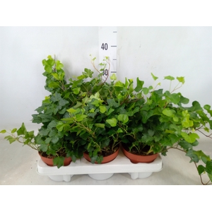 Hedera   ...green leafed