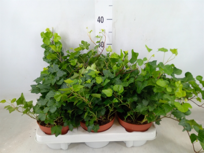 <h4>Hedera   ...green leafed</h4>