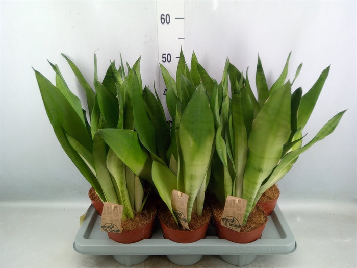 <h4>Sansevieria trifa. 'Moonshine'</h4>