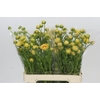 Ranunculus Moderna Miele