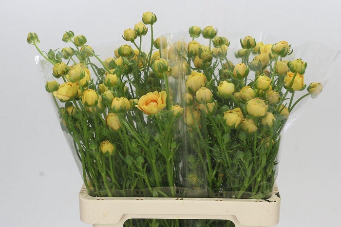 Ranunculus Moderna Miele