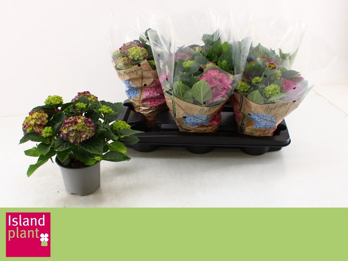 <h4>HYDR M NINGBO</h4>