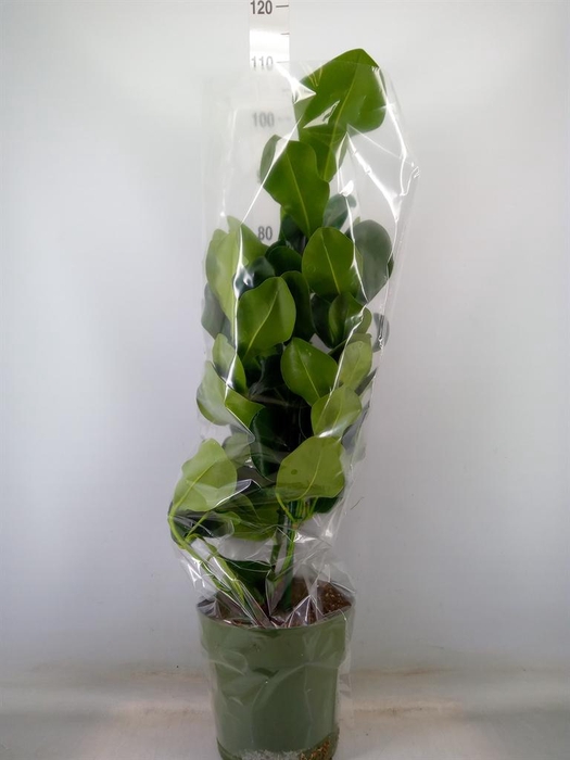 <h4>Clusia rosea</h4>