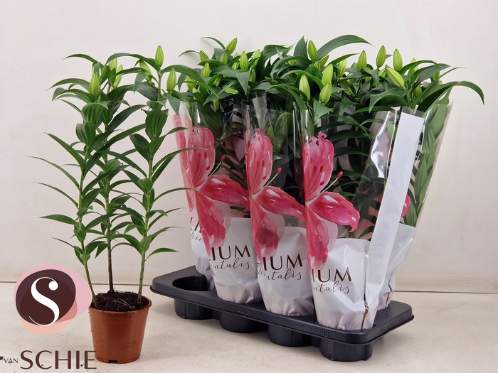 <h4>LIL OR OXYGEN</h4>