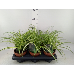 Chlorophytum cos. 'Atlantic'
