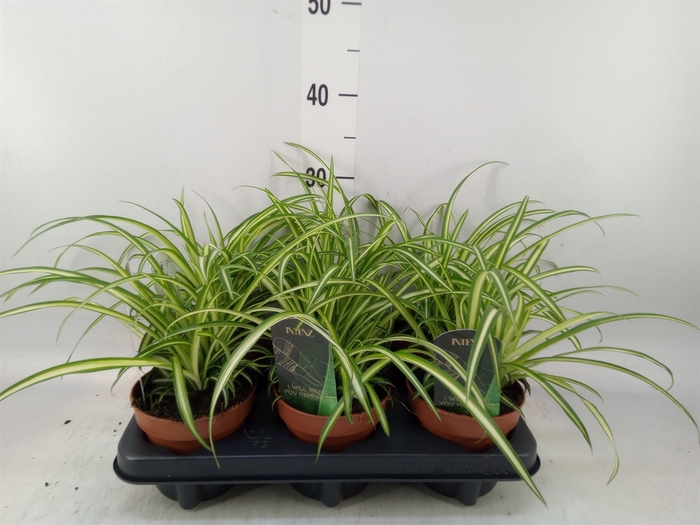 <h4>Chlorophytum cos. 'Atlantic'</h4>