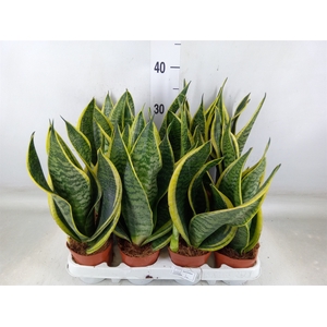 Sansevieria trifa. 'Futura Superba'