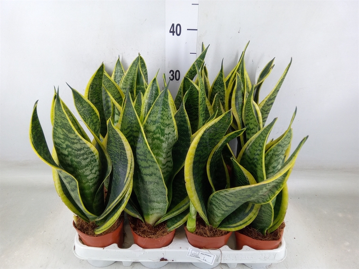 <h4>Sansevieria trifa. 'Futura Superba'</h4>