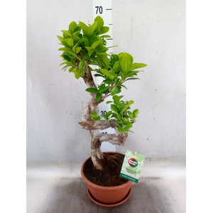 Ficus microcarpa 'Ginseng'