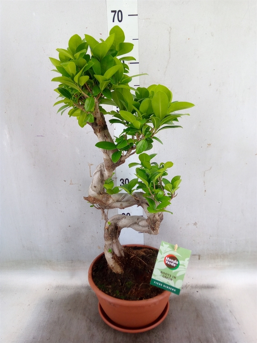 <h4>Ficus microcarpa 'Ginseng'</h4>