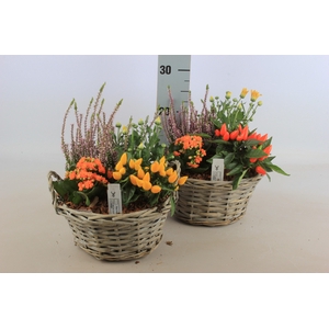 ARR TUINPLANTEN