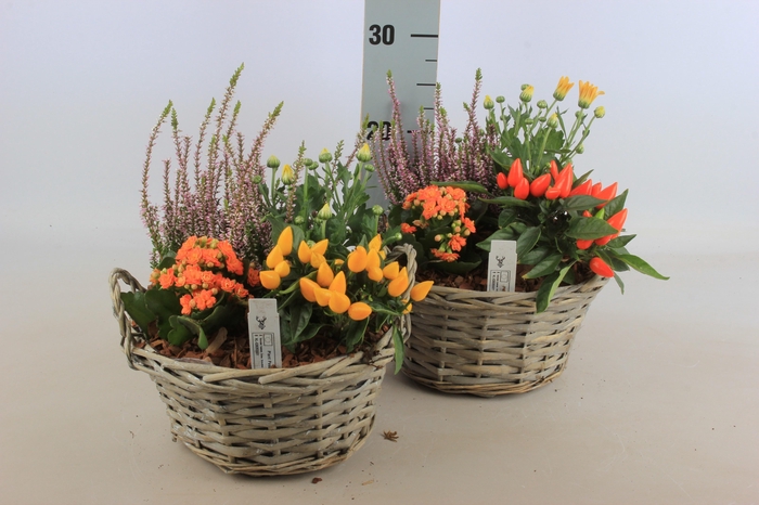 <h4>ARR TUINPLANTEN</h4>