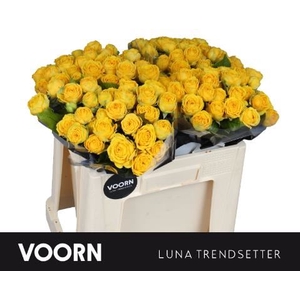 Rs tr Luna Trendsetter