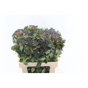 Viburnum Staalbes