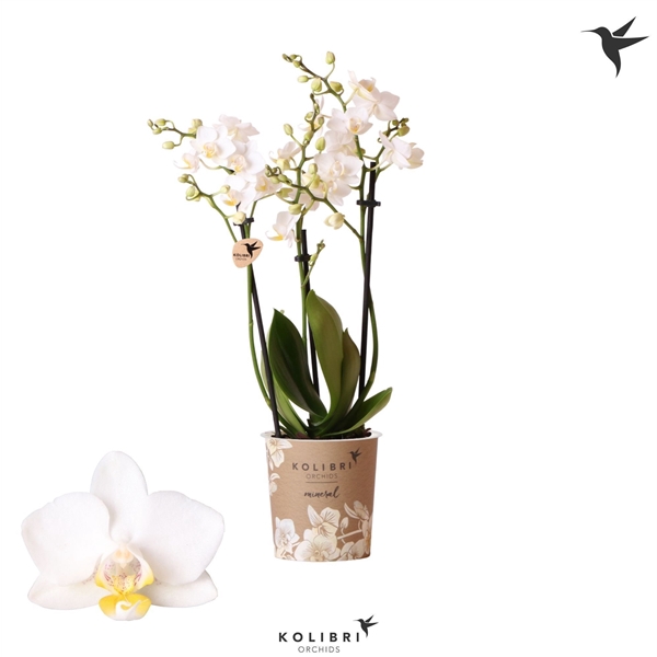 <h4>Kolibri Orchids Phalaenopsis Samoa 3 spike</h4>