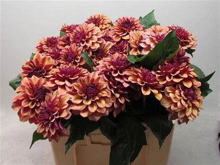 <h4>Dahl Creme De Cognac</h4>
