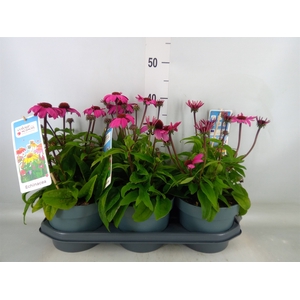 Echinacea  'Sombrero Rose'
