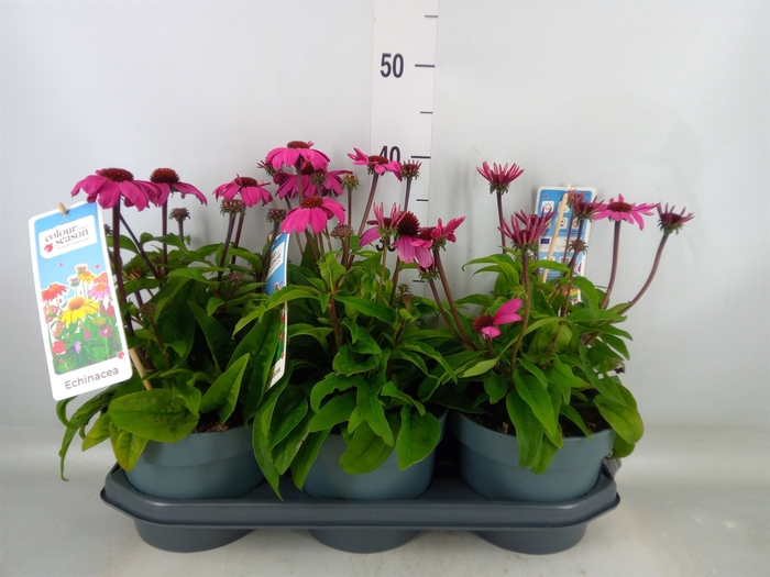 <h4>Echinacea  'Sombrero Rose'</h4>