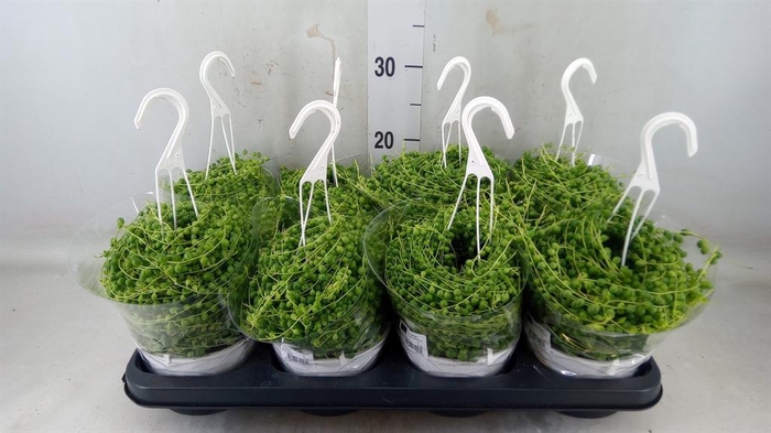 <h4>Senecio rowleyanus</h4>