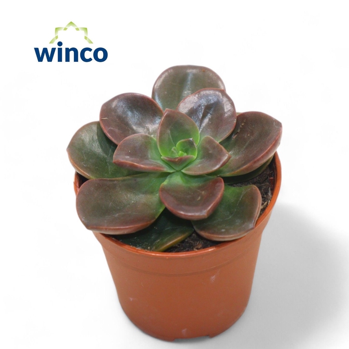 <h4>Echeveria Melaco (red)</h4>