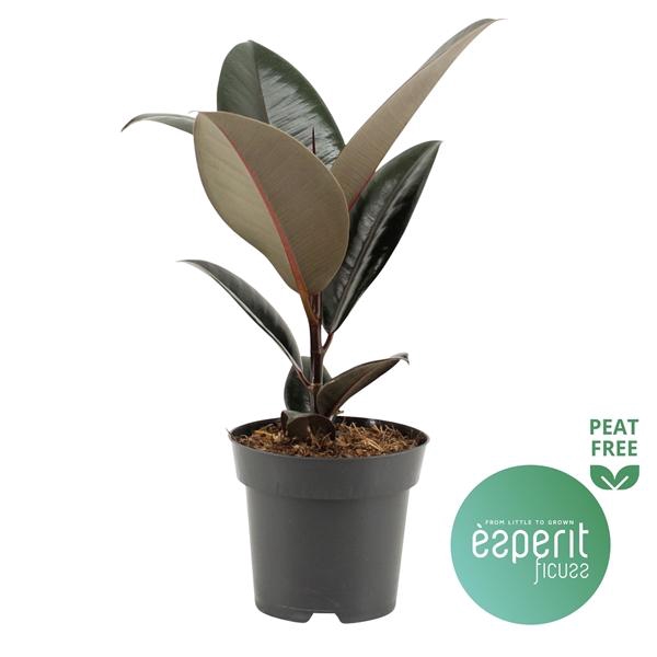 <h4>Ficus elastica 'Abidjan'</h4>