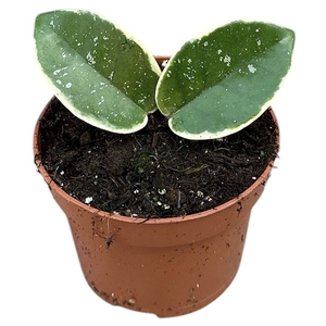 Hoya