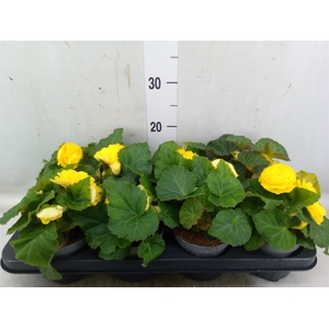 Begonia tuber. 'Fortune Yellow'