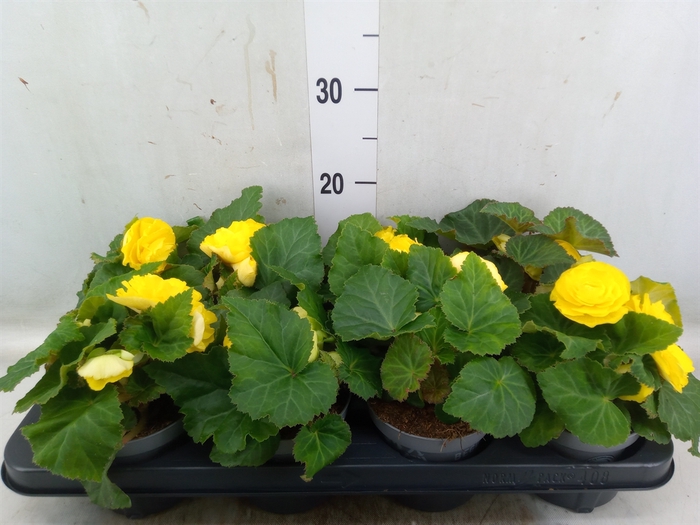 <h4>Begonia tuber. 'Fortune Yellow'</h4>