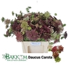 Daucus Carota Dara