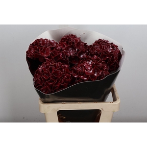 Wax Hydrangea Hydr Wax Bordeaux